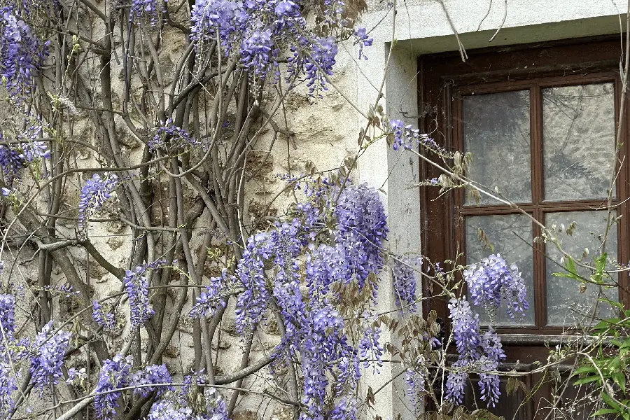 Détail d'une porte-fenêtre de la maison. Elle est en bois, de style rustique, et est encadrée par une glycine luxuriante.