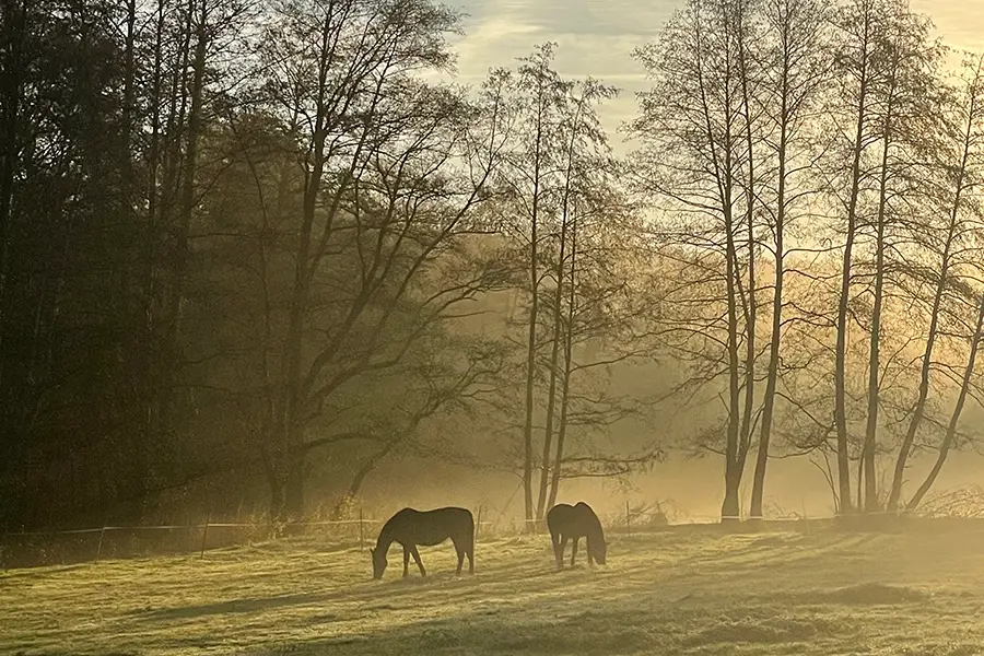 Dans la lumière dorée du crépuscule, on aperçoit les silhouettes de deux chevaux en train de brouter. Une légère brume et des couleurs automnales confèrent à l'image une atmosphère onirique.